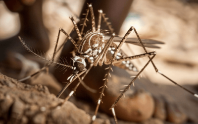 Is There Malaria In Tofo Mozambique?