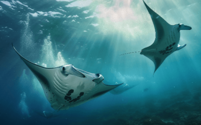 Where Can I See Manta Rays In Mozambique?